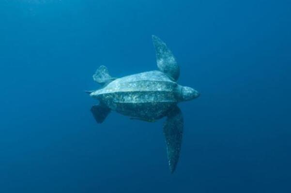 世界最能潜水的十大动物排名：棱皮龟上榜，海绵夺冠