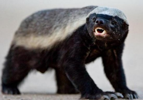 世界上胆量最大的动物，平头哥蜜獾有仇必报