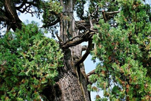 中国现存最古老的树：轩辕柏已存活5000年
