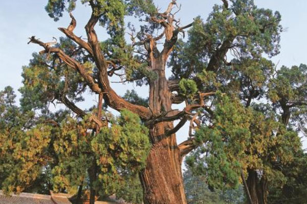 中国现存最古老的树：轩辕柏已存活5000年