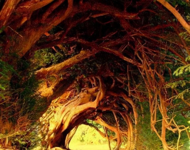全球十大最美的树隧道：仿佛置身于仙境