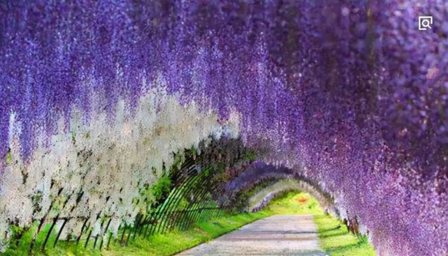 全球十大最美的树隧道：仿佛置身于仙境