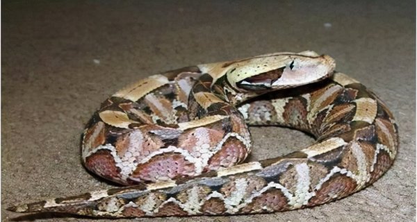 毒牙最长的蛇是什么蛇：加蓬咝蝰毒牙长达5cm