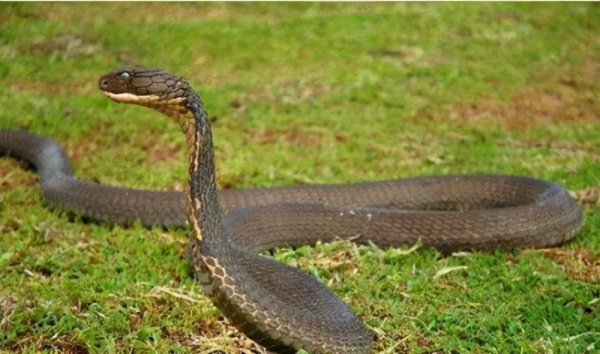 毒牙最长的蛇是什么蛇：加蓬咝蝰毒牙长达5cm