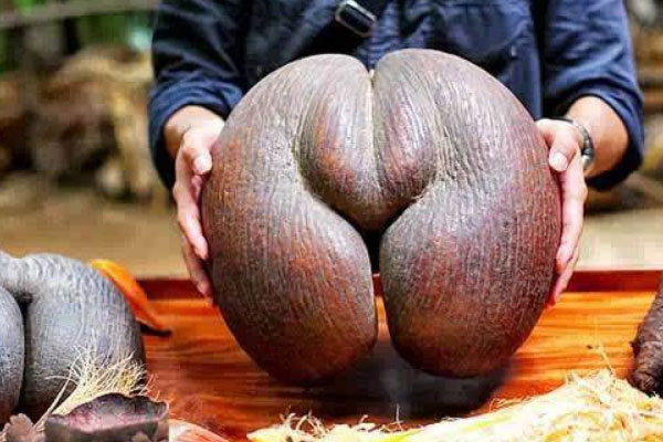 世界上最大的果核，海椰子果实重达25公斤