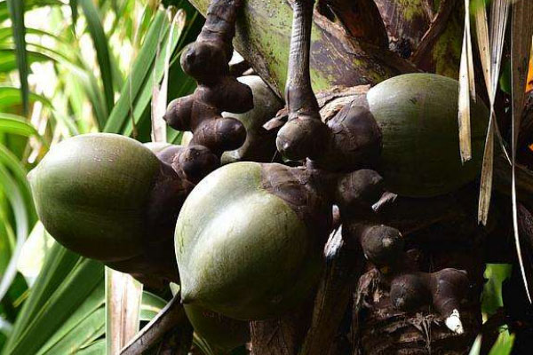 世界上最大的果核，海椰子果实重达25公斤