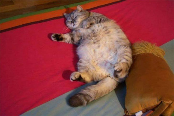 世界上最胖最重的猫：凯蒂猫重达23公斤