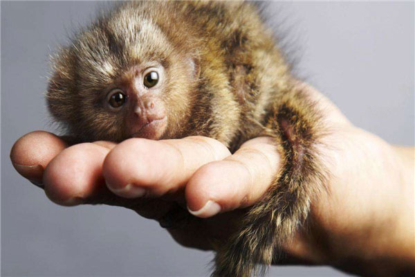 世界上最小的侏儒猴，体长约15厘米体重约120克