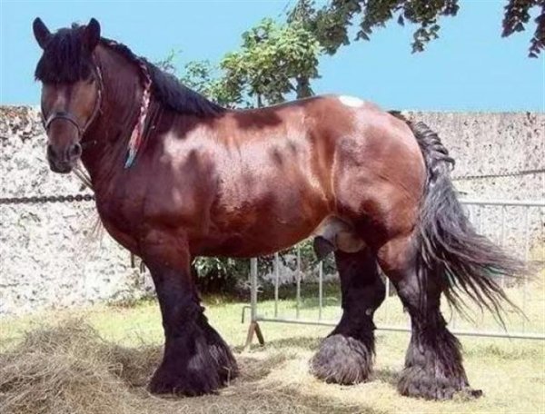 世界上最大的马是什么：夏尔马身高近2米
