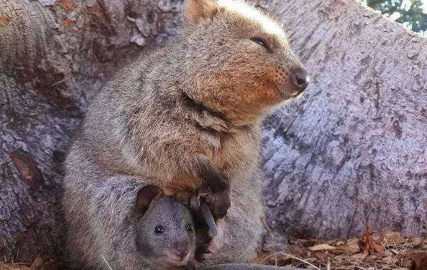世界上最爱笑的动物：澳大利亚短尾袋鼠