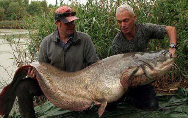 世界最大的鲶鱼种类，六须巨鲶重量超600斤