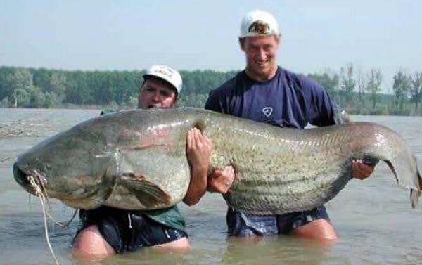 世界最大的鲶鱼种类，六须巨鲶重量超600斤