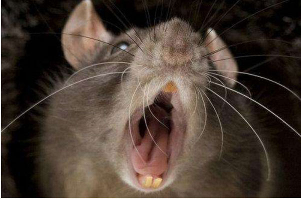 世界上最大最恐怖的老鼠：秦岭鼠王重达8斤