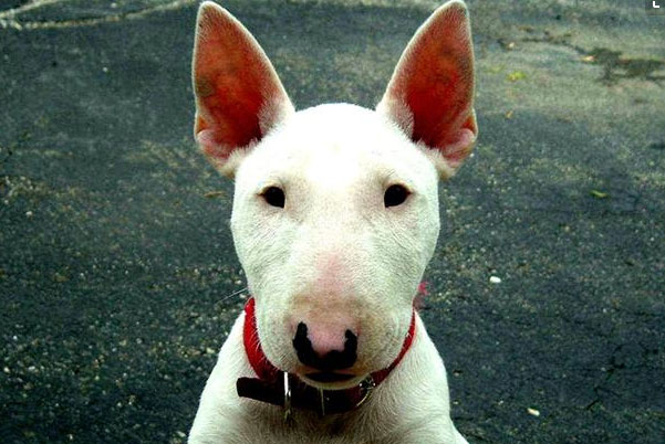 世界上最凶猛的小型犬：迷你牛头梗战力超强