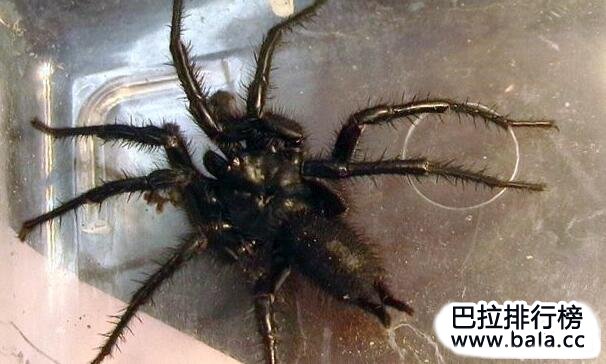 台湾最大的毒蜘蛛：巨型上户蜘蛛体长达20厘米