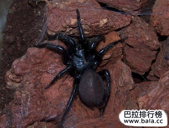 台湾最大的毒蜘蛛：巨型上户蜘蛛体长达20厘米