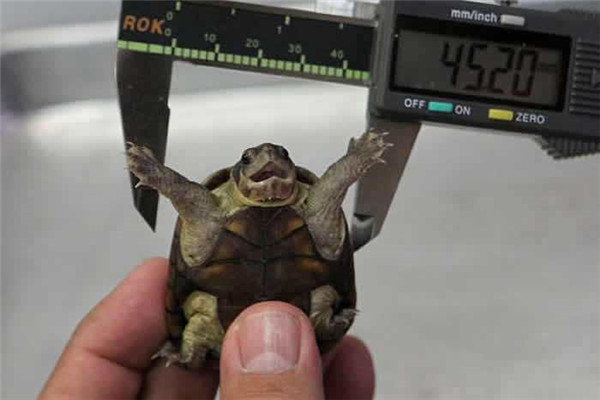世界上最小的乌龟是什么：罗蒂岛蛇颈龟仅硬币大小