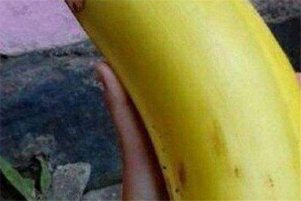 世界上最长的香蕉品种，牛角香蕉60厘米长