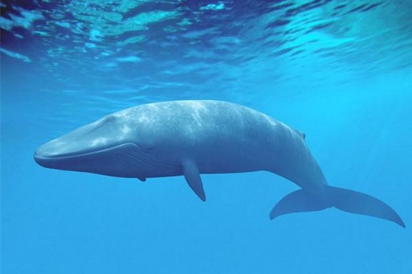 世界上最强大的动物：蓝鲸体长30米重达180吨