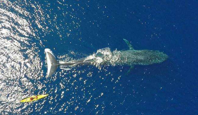 世界上10种最大的动物，蓝鲸当之无愧得第一