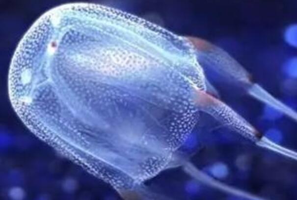 世界上毒性最强的动物：澳洲方水母人一碰就会毙命