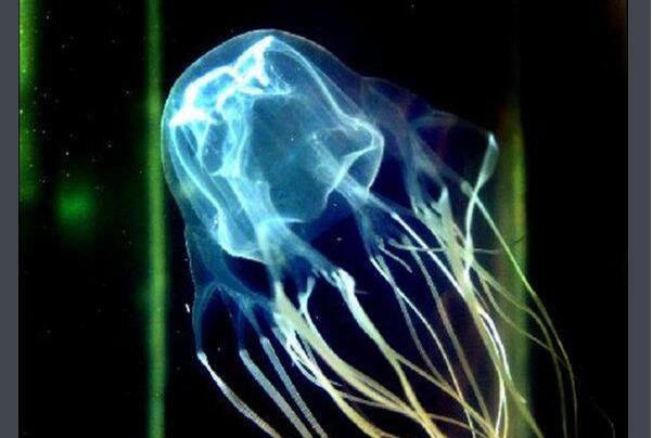 世界上毒性最强的动物：澳洲方水母人一碰就会毙命