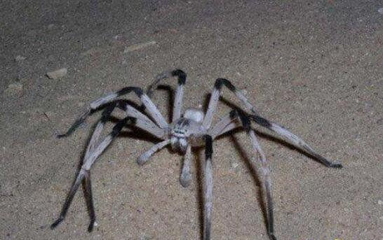 世界上腿最长的蜘蛛：蜢蜘腿长达38厘米