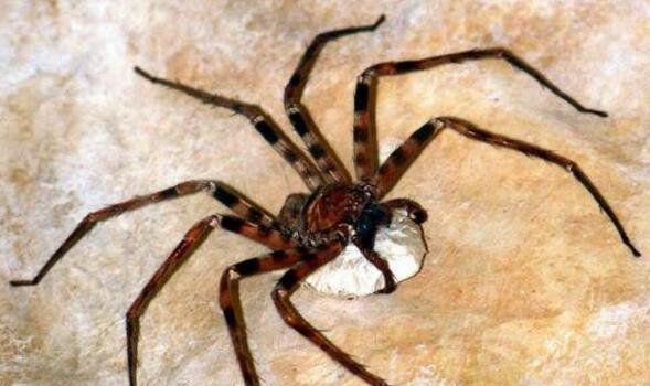 世界上腿最长的蜘蛛：蜢蜘腿长达38厘米