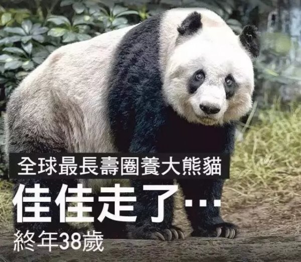 世界上寿命最长的熊猫，相当于人类的110岁
