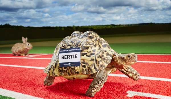 世界上跑得最快的乌龟：6分钟内爬行100米