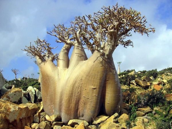 世界上寿命最长的树猴面包树：最高树龄达5500年