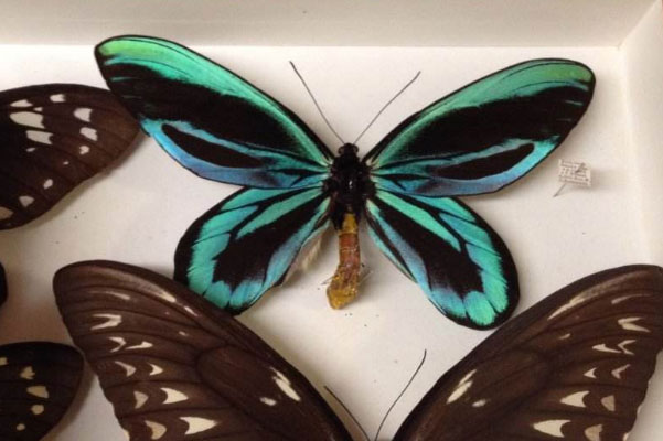 世界上最大的蝴蝶:亚历山大女皇鸟翼凤蝶