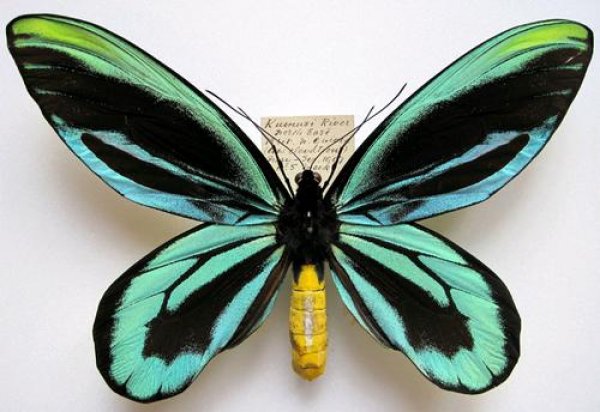 世界上最大的蝴蝶：亚历山大女皇鸟翼凤蝶