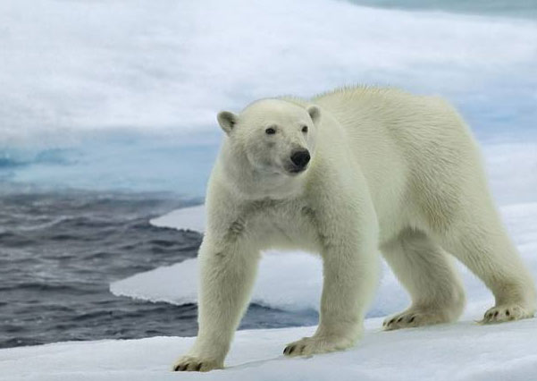 世界最耐寒的动物排行：冰虫排第一名