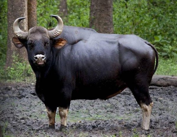 世界上最大的牛是什么牛：白肢野牛体长可达3米多