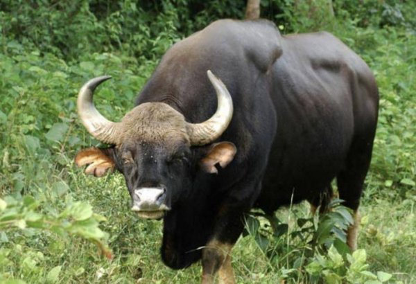 世界上最大的牛是什么牛：白肢野牛体长可达3米多