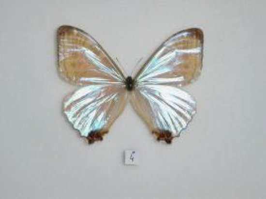世界上最稀有的七种蝴蝶，你见过几种呢？