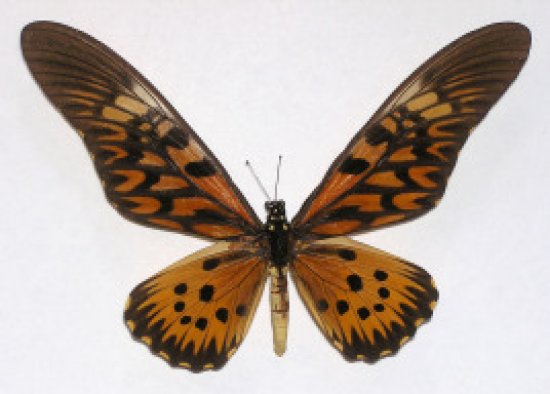 世界上最稀有的七种蝴蝶，你见过几种呢？