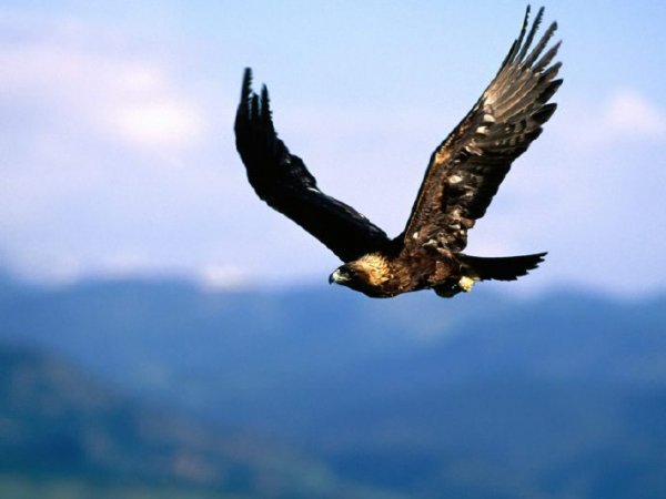 世界上寿命最长的鸟类：赤鹰年龄可达70岁