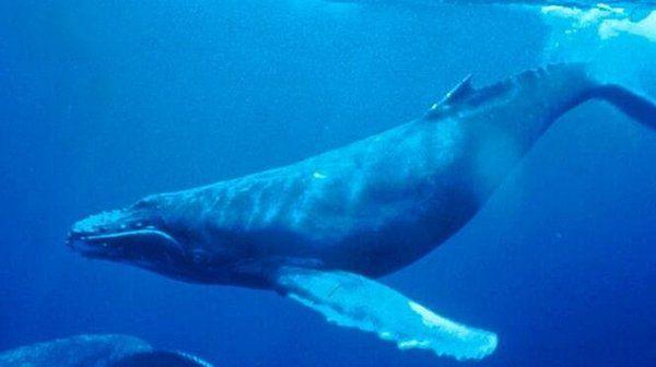世界十大鲸鱼大小排名：长须鲸居第二，蓝鲸得冠军