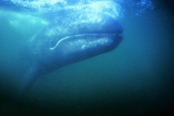 世界十大鲸鱼大小排名：长须鲸居第二，蓝鲸得冠军