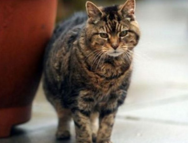 世界上年龄最大的猫，活了近四十年！