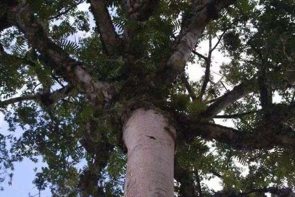 世界上最毒的树木是什么：箭毒木堪称“死亡之树”