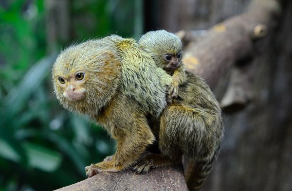 世界上最小的猴子：侏狨外貌酷似松鼠