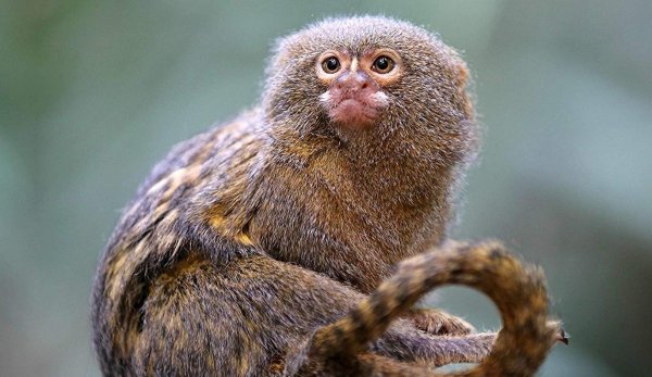 世界上最小的猴子：侏狨外貌酷似松鼠