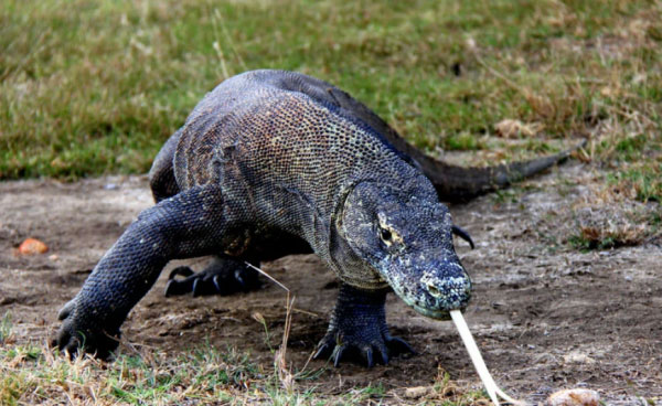 世界上最大的蜥蜴是什么：科摩多巨蜥重达150公斤