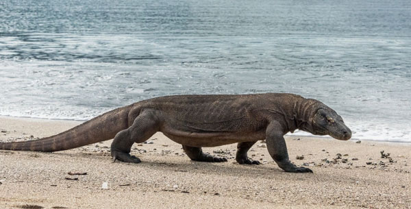 世界上最大的蜥蜴是什么：科摩多巨蜥重达150公斤