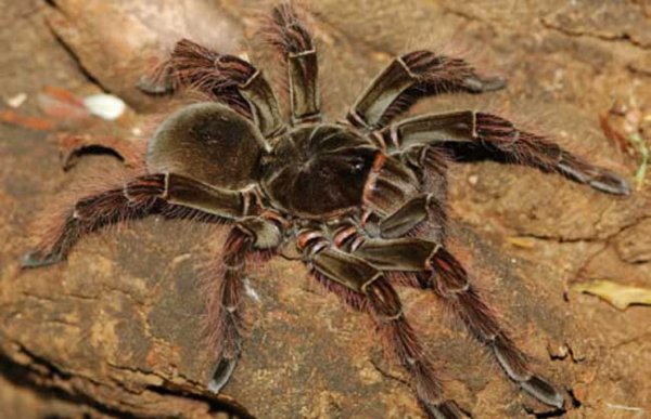 世界上最大的蜘蛛：食鸟蛛以吃鸟闻名