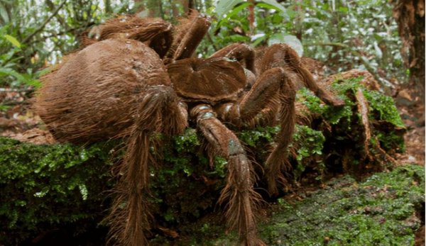 世界上最大的蜘蛛：食鸟蛛以吃鸟闻名