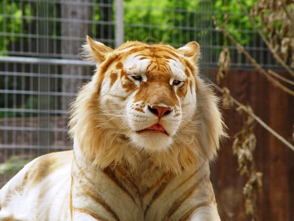 世界上最著名8大杂交动物：狮虎兽登顶榜首